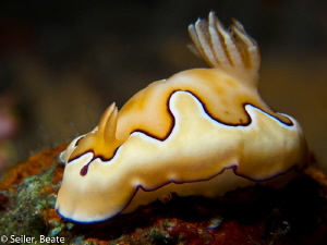 Chromodoris coi , taken at Alam Batu housereef by Beate Seiler 